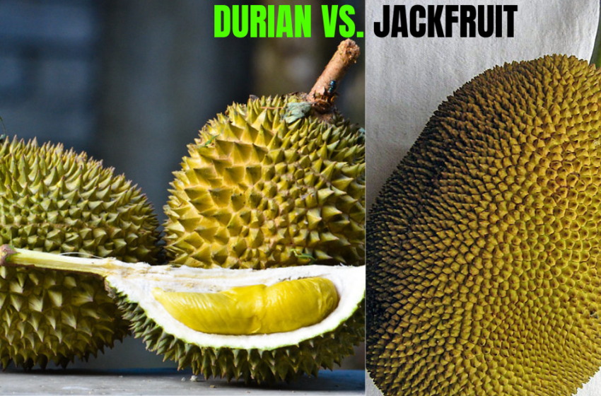 durian vs jackfruit, durian cake, health benefits